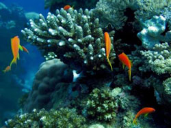 © Ecosistema-Marino-Mexico:Marine ecosystems fo Mexico